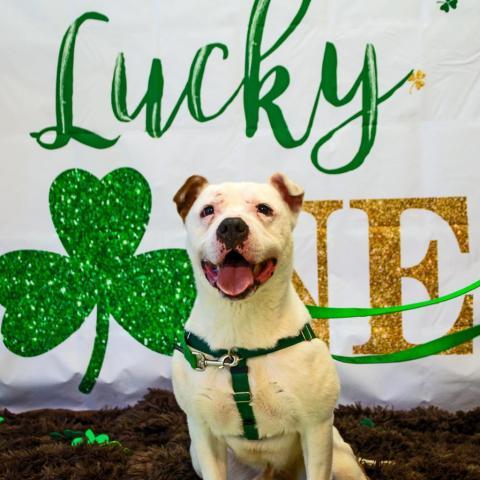 Hercules, an adoptable American Staffordshire Terrier in Middletown, NY, 10940 | Photo Image 2