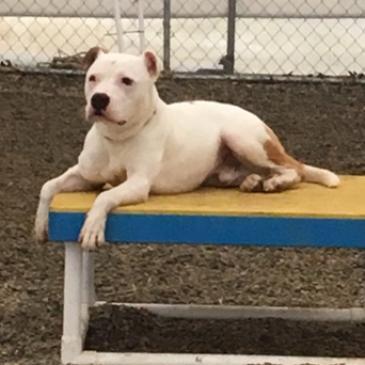 Hercules, an adoptable Mixed Breed in Middletown, NY, 10940 | Photo Image 2