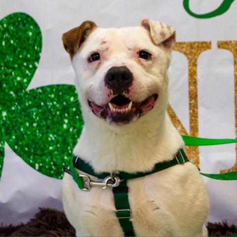 Hercules, an adoptable American Staffordshire Terrier in Middletown, NY, 10940 | Photo Image 3