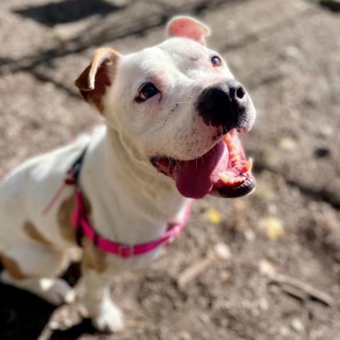 Hercules, an adoptable American Staffordshire Terrier in Middletown, NY, 10940 | Photo Image 3