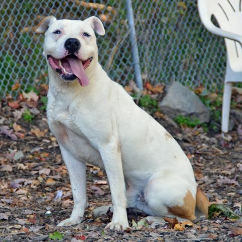 Hercules, an adoptable American Staffordshire Terrier in Middletown, NY, 10940 | Photo Image 3