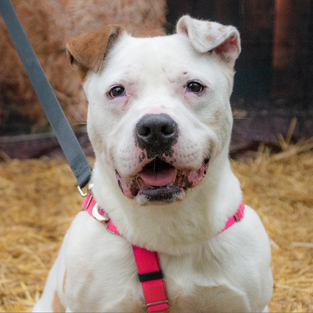 Hercules, an adoptable American Staffordshire Terrier in Middletown, NY, 10940 | Photo Image 3