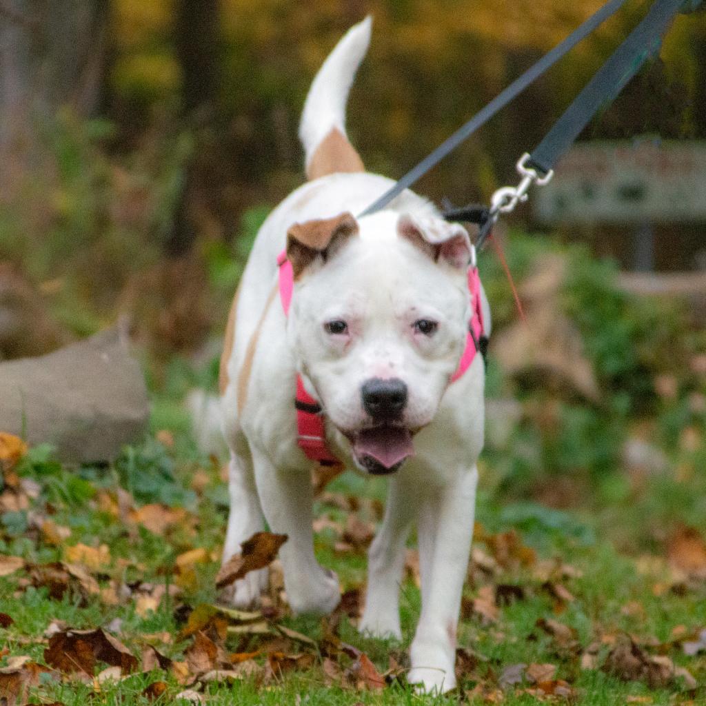 Hercules, an adoptable American Staffordshire Terrier in Middletown, NY, 10940 | Photo Image 3