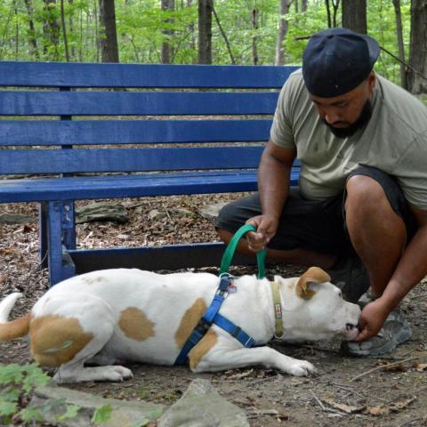 Hercules, an adoptable Mixed Breed in Middletown, NY, 10940 | Photo Image 3