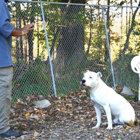 Hercules, an adoptable American Staffordshire Terrier in Middletown, NY, 10940 | Photo Image 4