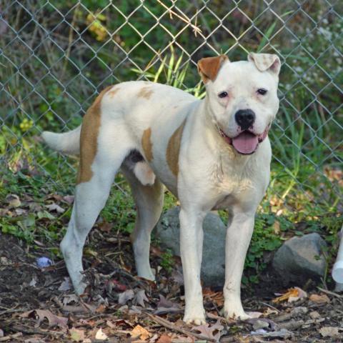 Hercules, an adoptable American Staffordshire Terrier in Middletown, NY, 10940 | Photo Image 4