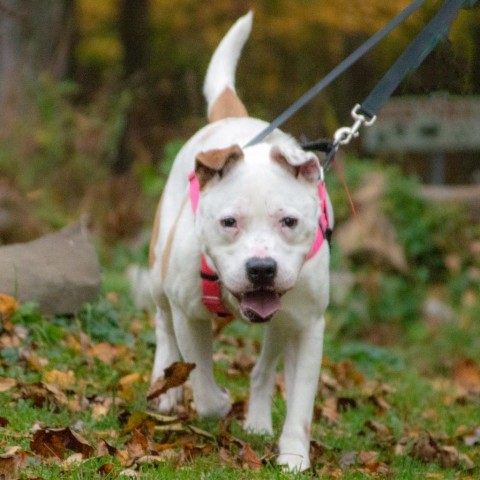 Hercules, an adoptable American Staffordshire Terrier in Middletown, NY, 10940 | Photo Image 6