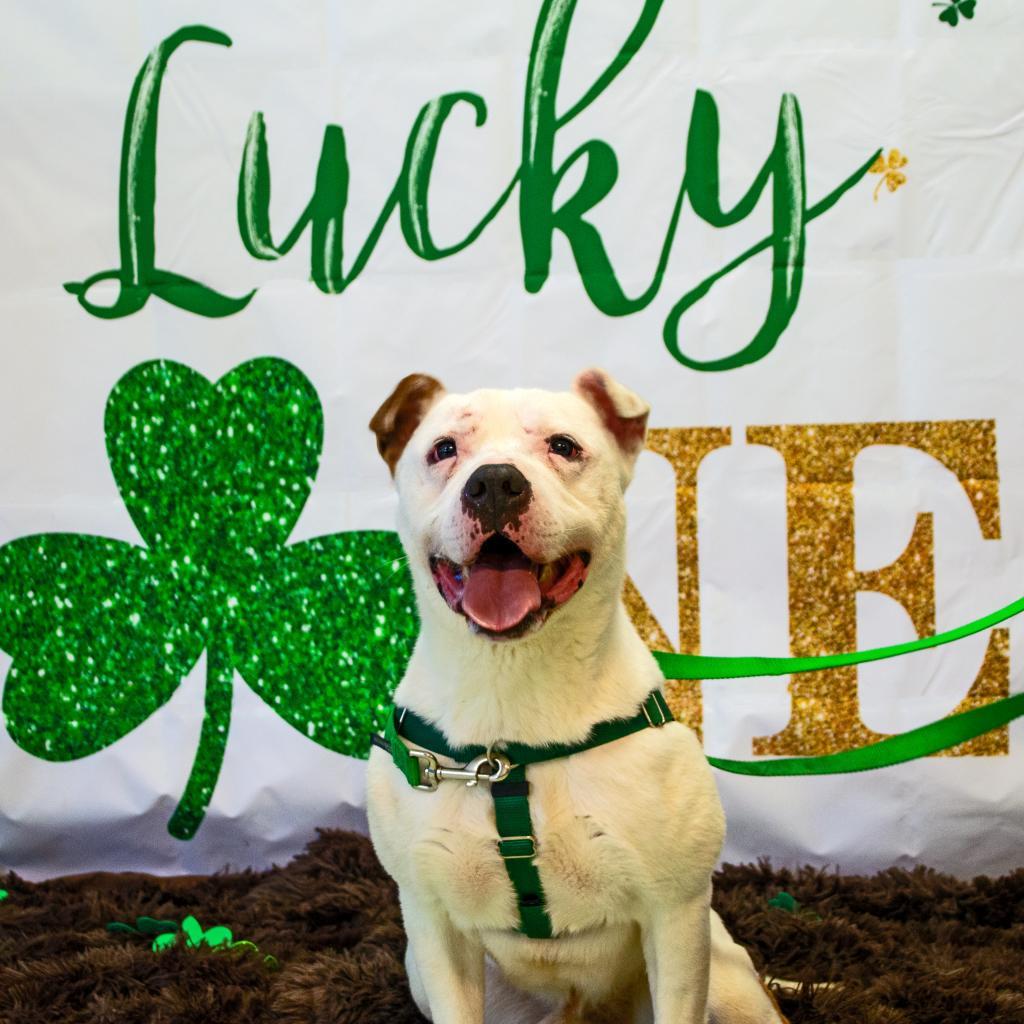 Hercules, an adoptable Mixed Breed in Middletown, NY, 10940 | Photo Image 6