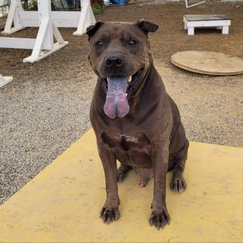 Mystic, an adoptable Shar-Pei, Mixed Breed in Middletown, NY, 10940 | Photo Image 1