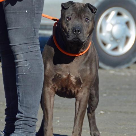 Mystic, an adoptable Shar-Pei, Mixed Breed in Middletown, NY, 10940 | Photo Image 2