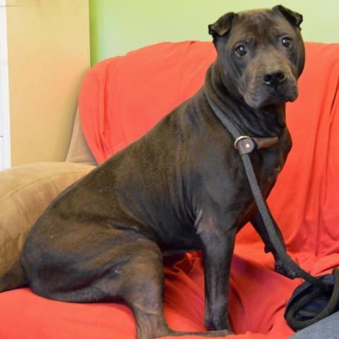 Mystic, an adoptable Shar-Pei, Mixed Breed in Middletown, NY, 10940 | Photo Image 2