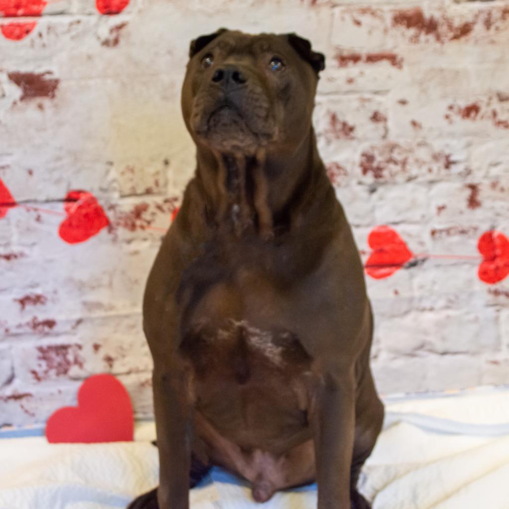 Mystic, an adoptable Shar-Pei, Mixed Breed in Middletown, NY, 10940 | Photo Image 2