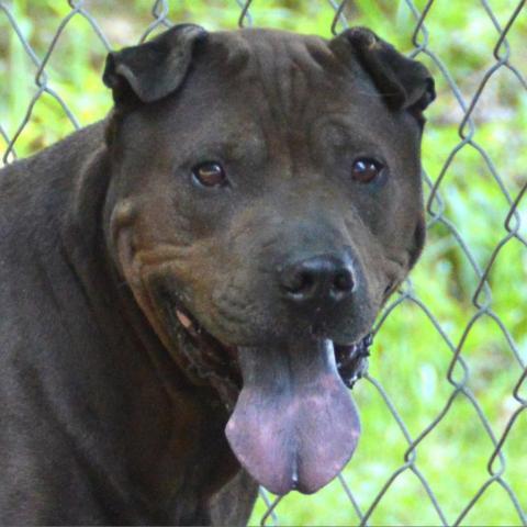 Mystic, an adoptable Shar-Pei, Mixed Breed in Middletown, NY, 10940 | Photo Image 3