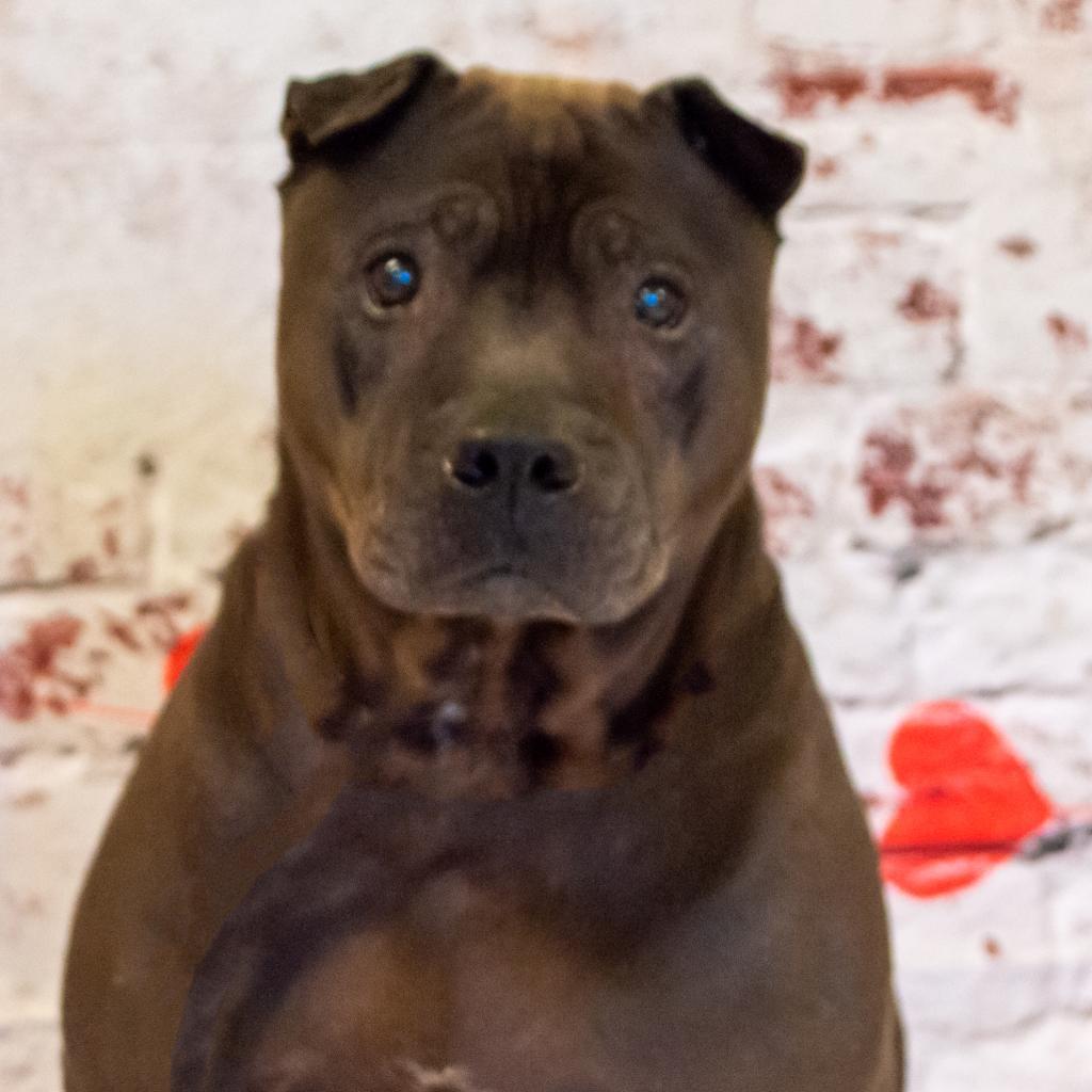 Mystic, an adoptable Shar-Pei, Mixed Breed in Middletown, NY, 10940 | Photo Image 3