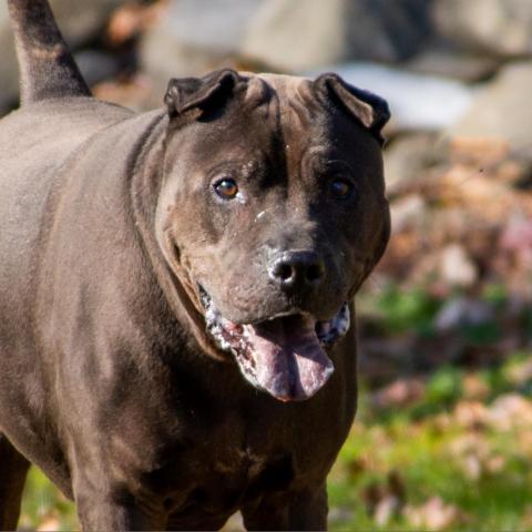 Mystic, an adoptable Shar-Pei, Mixed Breed in Middletown, NY, 10940 | Photo Image 4