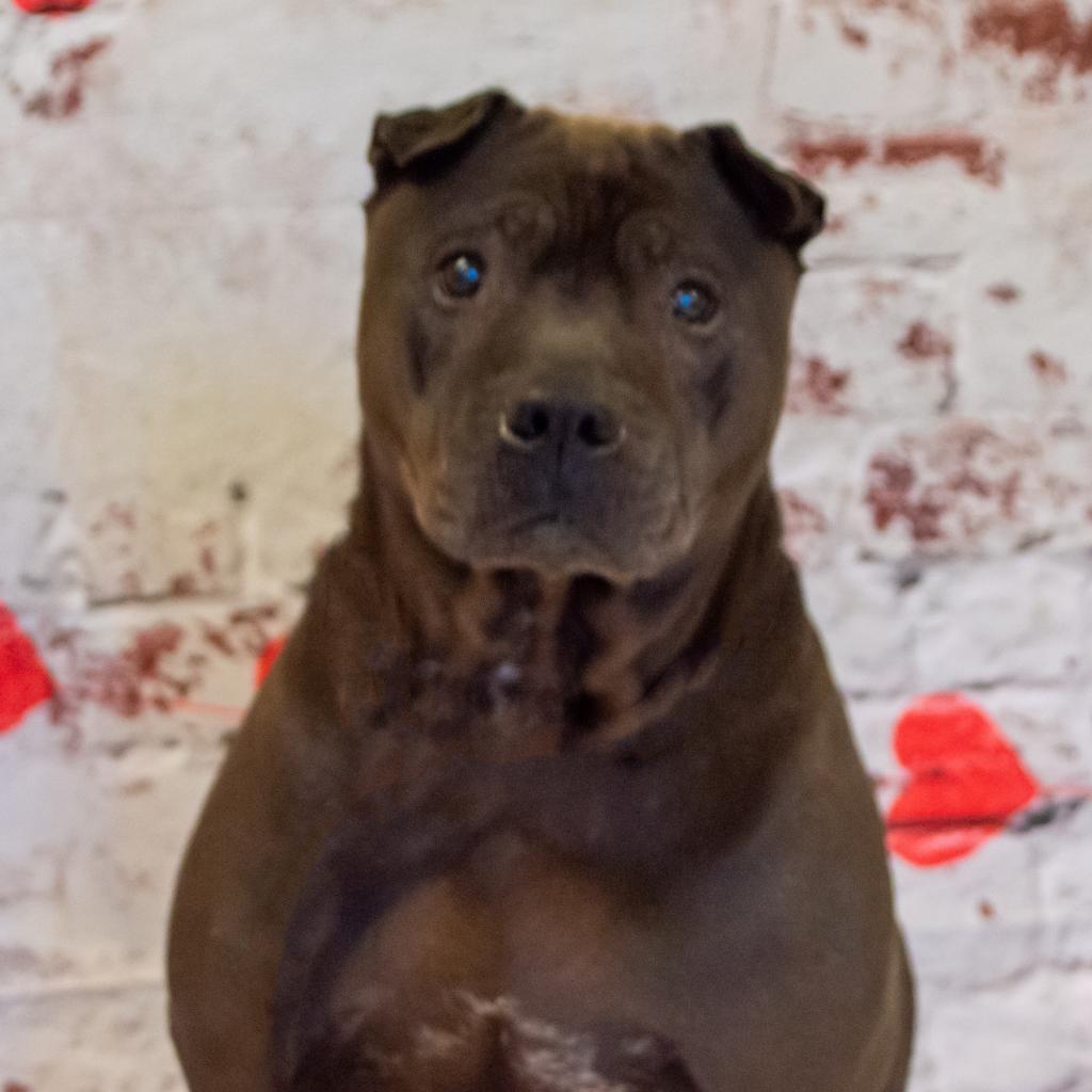 Mystic, an adoptable Shar-Pei, Mixed Breed in Middletown, NY, 10940 | Photo Image 4