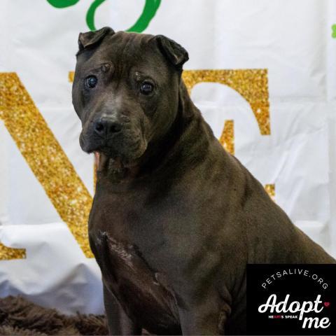 Mystic, an adoptable Shar-Pei, Mixed Breed in Middletown, NY, 10940 | Photo Image 4