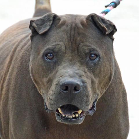 Mystic, an adoptable Shar-Pei, Mixed Breed in Middletown, NY, 10940 | Photo Image 5