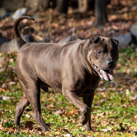 Mystic, an adoptable Shar-Pei, Mixed Breed in Middletown, NY, 10940 | Photo Image 5