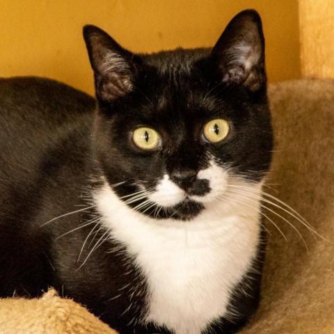 JoJo, an adoptable Domestic Short Hair in Middletown, NY, 10940 | Photo Image 1
