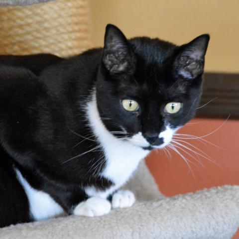 JoJo, an adoptable Domestic Short Hair in Middletown, NY, 10940 | Photo Image 2