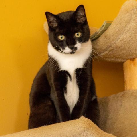 JoJo, an adoptable Domestic Short Hair in Middletown, NY, 10940 | Photo Image 3