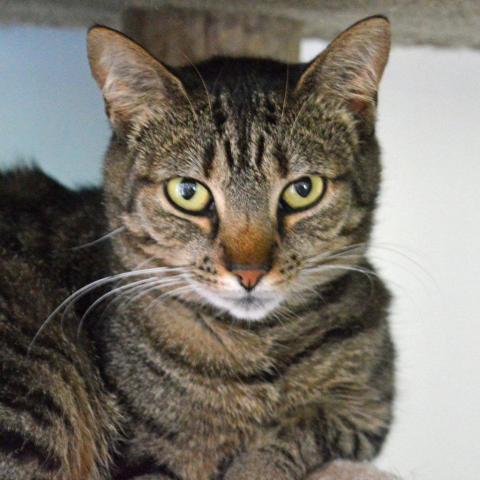 Crab, an adoptable Domestic Short Hair in Middletown, NY, 10940 | Photo Image 1