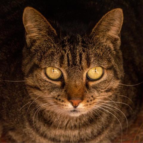 Crab, an adoptable Domestic Short Hair in Middletown, NY, 10940 | Photo Image 2