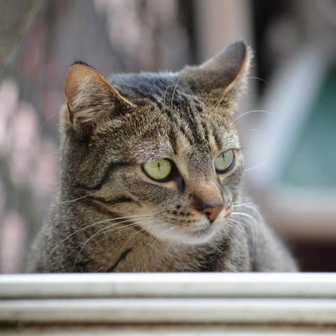 Crab, an adoptable Domestic Short Hair in Middletown, NY, 10940 | Photo Image 4