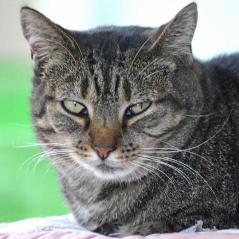 Crab, an adoptable Domestic Short Hair in Middletown, NY, 10940 | Photo Image 5