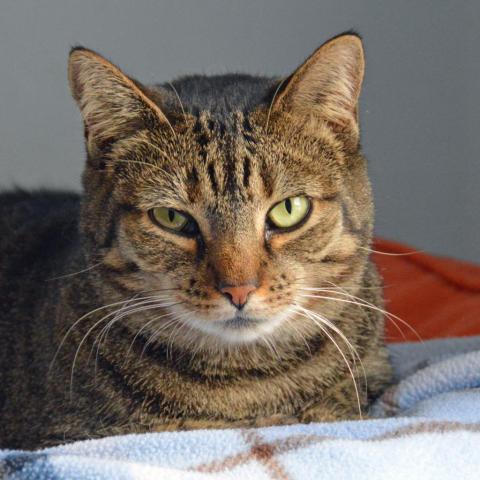 Crab, an adoptable Domestic Short Hair in Middletown, NY, 10940 | Photo Image 6
