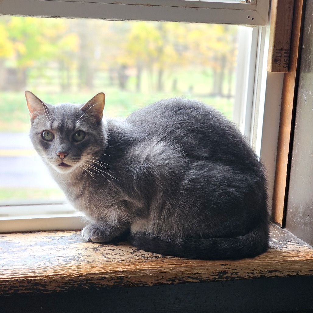 Lucky Star, an adoptable Domestic Short Hair in Middletown, NY, 10940 | Photo Image 1