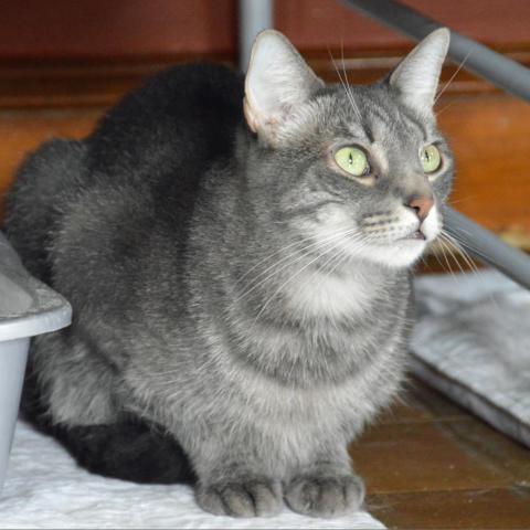 Lucky Star, an adoptable Domestic Short Hair in Middletown, NY, 10940 | Photo Image 2