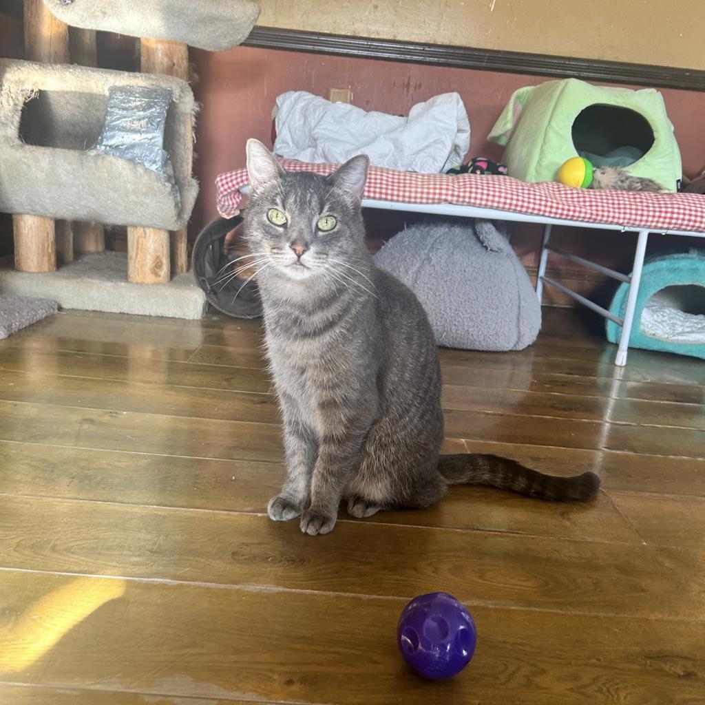 Lucky Star, an adoptable Domestic Short Hair in Middletown, NY, 10940 | Photo Image 2