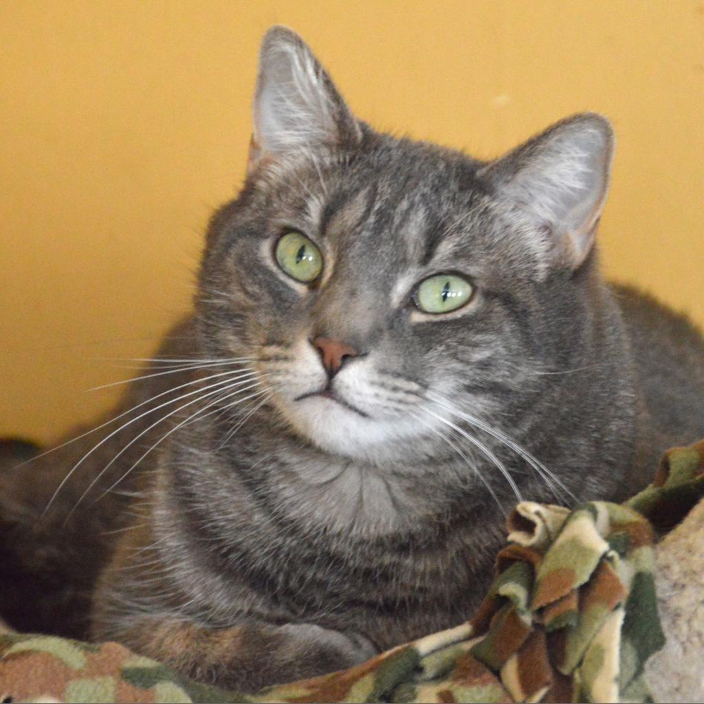 Lucky Star, an adoptable Domestic Short Hair in Middletown, NY, 10940 | Photo Image 2