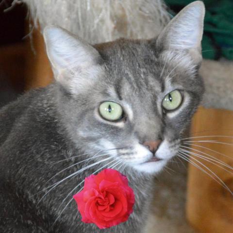 Lucky Star, an adoptable Domestic Short Hair in Middletown, NY, 10940 | Photo Image 3