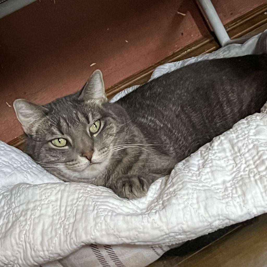 Lucky Star, an adoptable Domestic Short Hair in Middletown, NY, 10940 | Photo Image 3