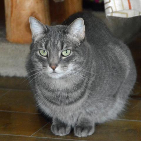 Lucky Star, an adoptable Domestic Short Hair in Middletown, NY, 10940 | Photo Image 4