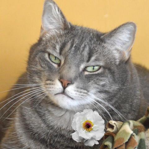 Lucky Star, an adoptable Domestic Short Hair in Middletown, NY, 10940 | Photo Image 5