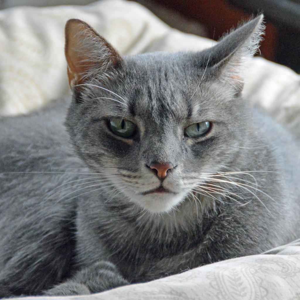 Lucky Star, an adoptable Domestic Short Hair in Middletown, NY, 10940 | Photo Image 5