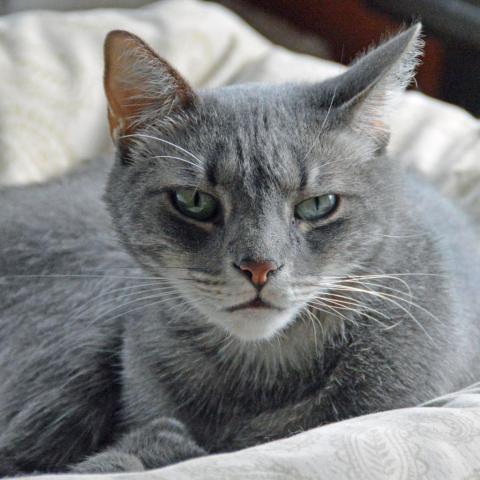 Lucky Star, an adoptable Domestic Short Hair in Middletown, NY, 10940 | Photo Image 6