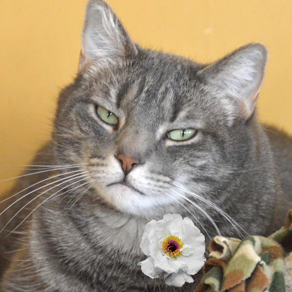 Lucky Star, an adoptable Domestic Short Hair in Middletown, NY, 10940 | Photo Image 6