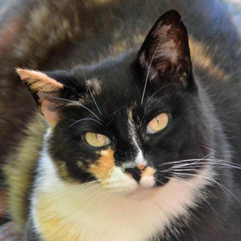 Cayenne, an adoptable Domestic Short Hair in Middletown, NY_image-1
