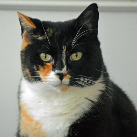 Cayenne, an adoptable Domestic Short Hair in Middletown, NY, 10940 | Photo Image 3