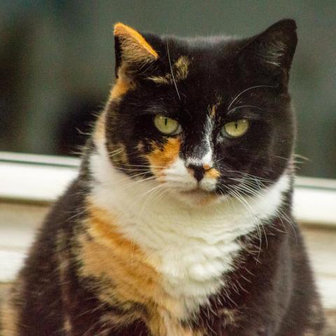 Cayenne, an adoptable Domestic Short Hair in Middletown, NY, 10940 | Photo Image 5