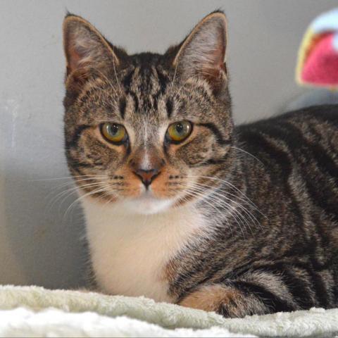 Lynx, an adoptable Domestic Short Hair in Middletown, NY, 10940 | Photo Image 2