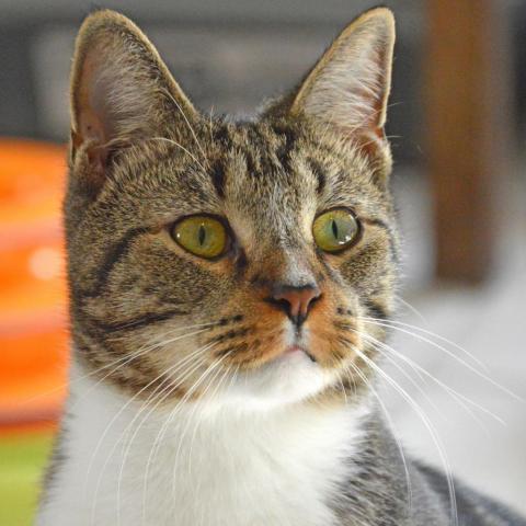 Lynx, an adoptable Domestic Short Hair in Middletown, NY, 10940 | Photo Image 3