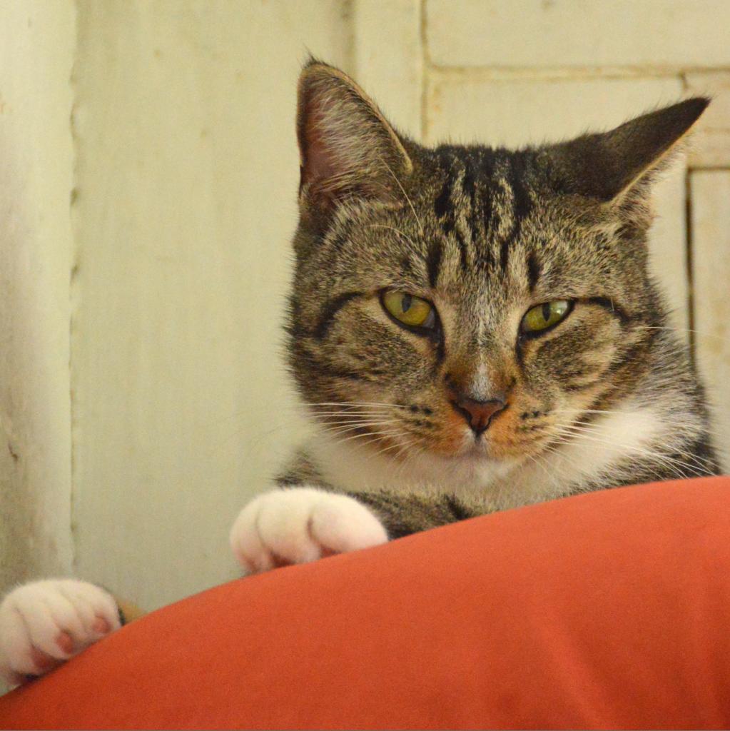 Lynx, an adoptable Domestic Short Hair in Middletown, NY, 10940 | Photo Image 4