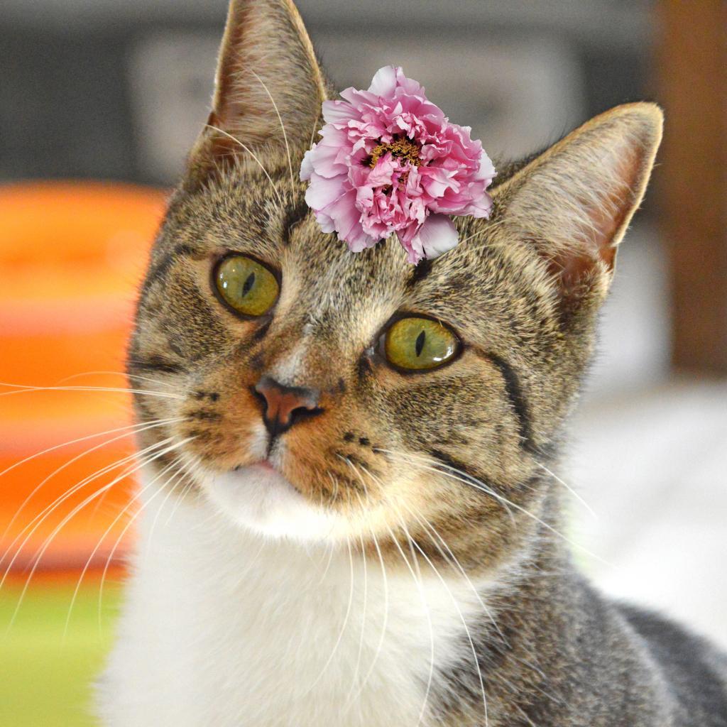 Lynx, an adoptable Domestic Short Hair in Middletown, NY, 10940 | Photo Image 5