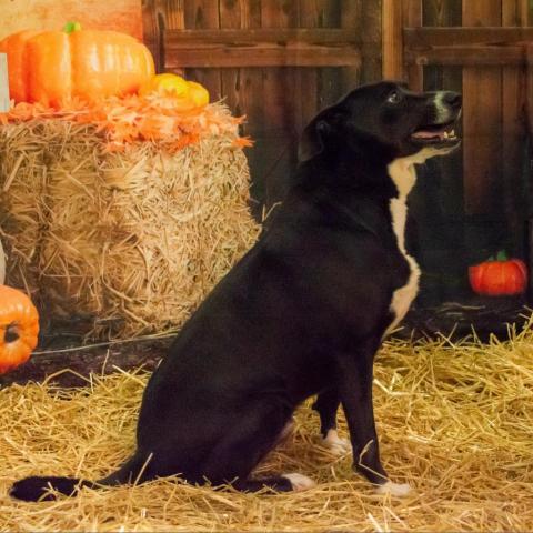 Ayden, an adoptable Labrador Retriever, Mixed Breed in Middletown, NY, 10940 | Photo Image 1